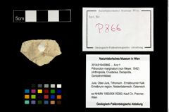 Foto (Objekt + Etikett) von Pithonoton marginatum (von Meyer, 1842)  (NHMW-GEO-2014-0194-0866)